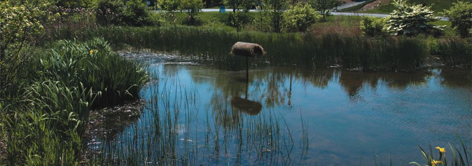 Wetlands Provide Numerous Benefits to Us