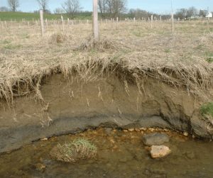 Big Spring Run - Stream & Floodplain Restoration - Before