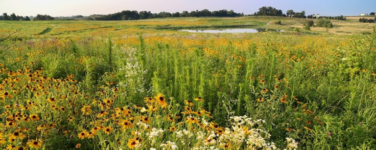 Chestnut Grove Habitat Restoration