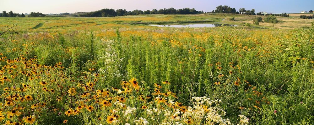 Chestnut Grove Habitat Restoration