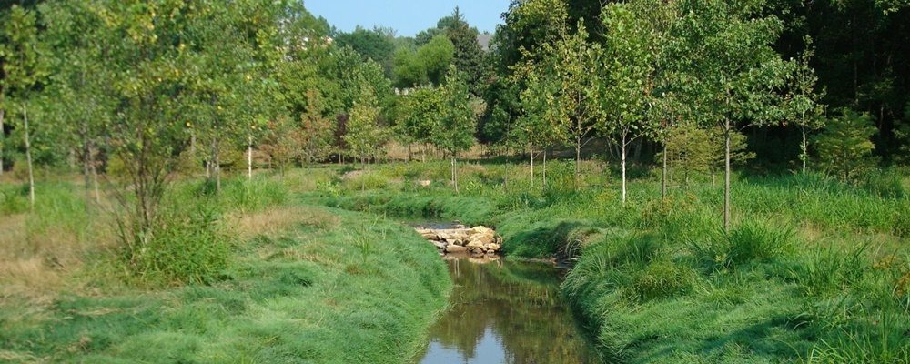 Don’t Just Plant Them and Leave Them Alone: Riparian Buffer Maintenance