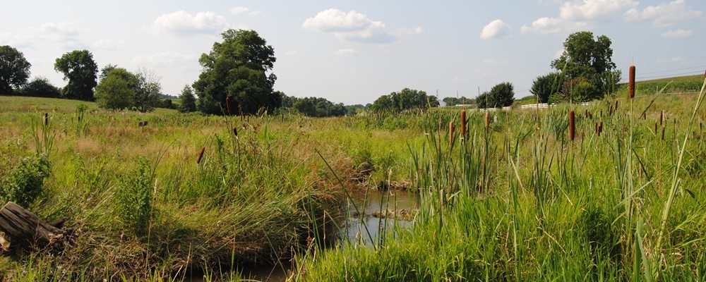 Wetland Revival at Big Spring Run