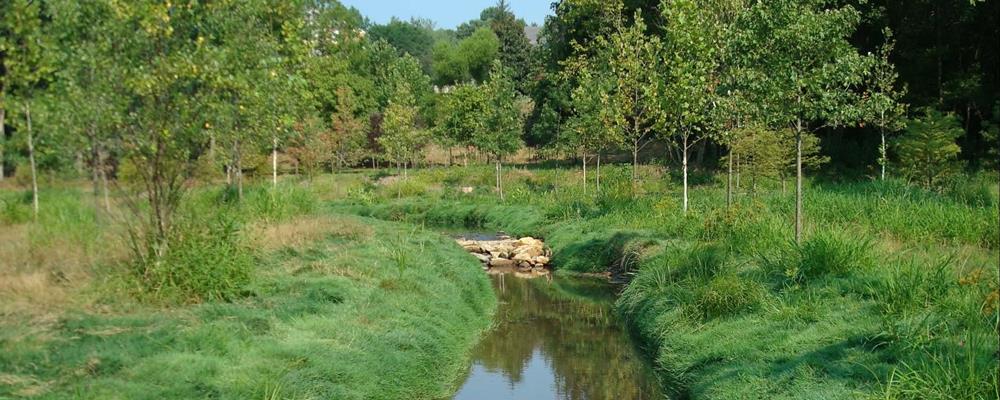 TPC Potomac at Avenel Farm Afforestation & Floodplain Restoration
