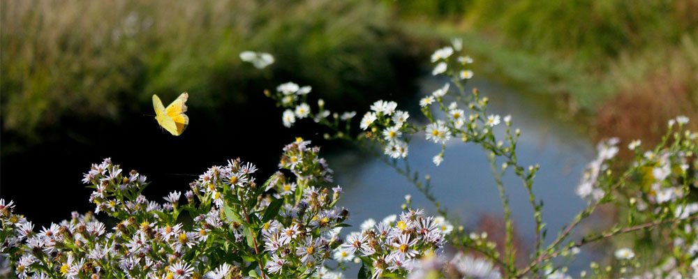 Restoring Ecosystem Functions in Central Pennsylvania and Beyond