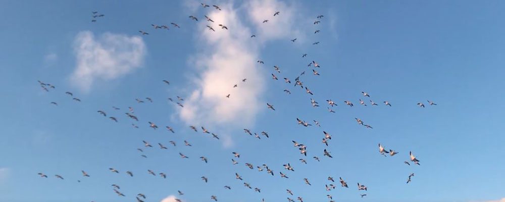 Waterfowl of the Santo Domingo Water Quality Facility