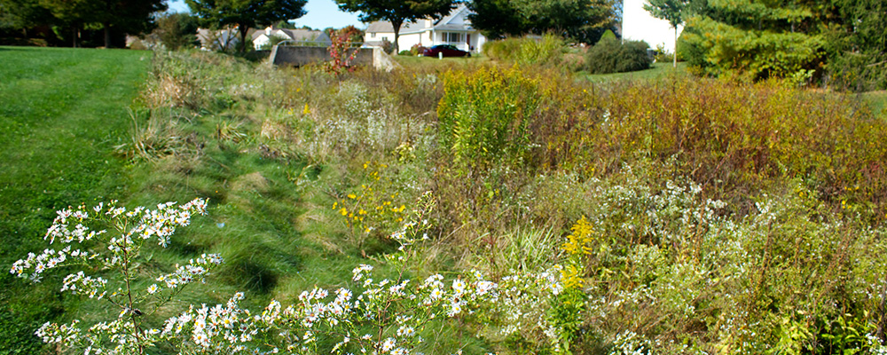 Natural Landscapes Need Maintenance Too