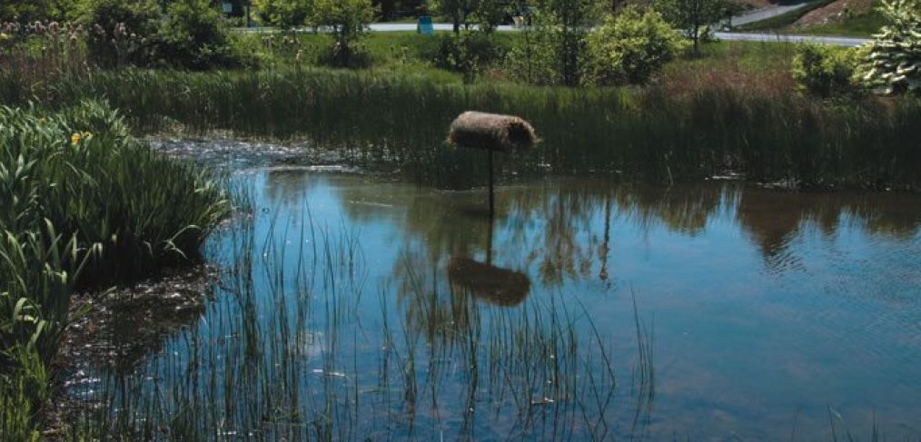 Wetlands