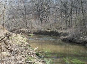 Banta Property Floodplain Restoration - Before