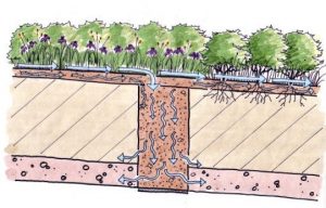 Butterfly Acres CARA Restoration Infiltration Trench Detail