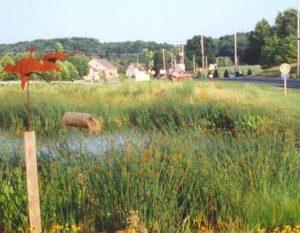 lititz-run-watershed-created-wetland