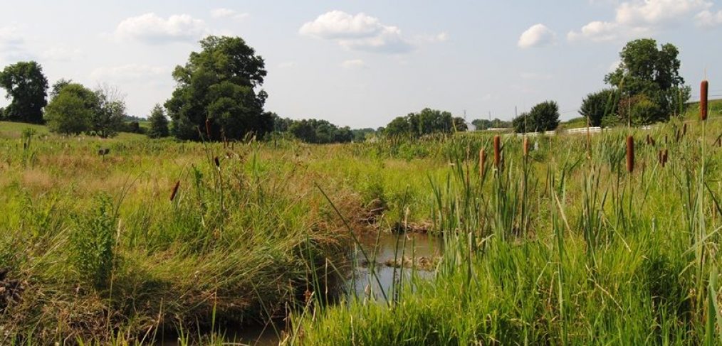 Big Spring Run Wetland